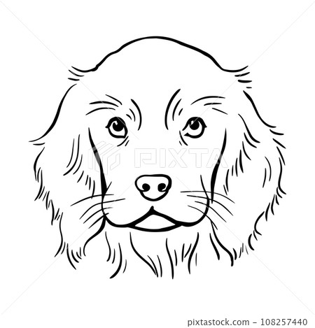 Cocker spaniel sketch 108257440