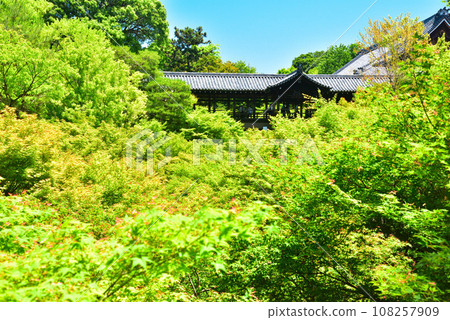 Blue maple of Tsutenkyo Bridge from Gaunkyo Bridge, Tofukuji Temple, Kyoto Blue maple of Tsutenkyo Bridge from Gaunkyo Bridge, Tofukuji Temple, Kyoto 108257909