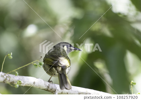 Short-eared honeyeater on a tree 108257920