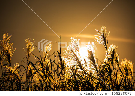 Beautiful silver grass illuminated by the setting sun 108258075