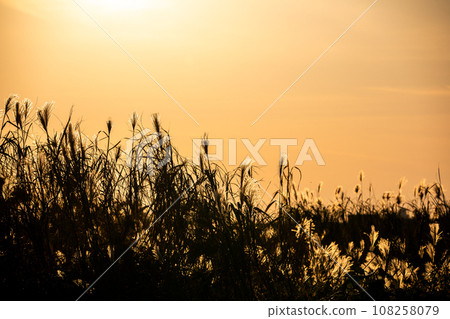 夕陽照耀下美麗的紫芒草 108258079