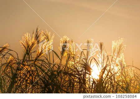 夕陽照耀下美麗的紫芒草 108258084