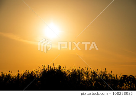 Beautiful silver grass illuminated by the setting sun 108258085