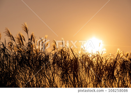 夕陽照耀下美麗的紫芒草 108258086