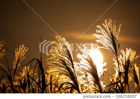 夕陽照耀下美麗的紫芒草 108258087