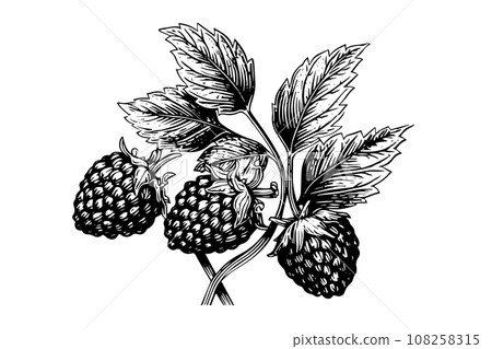 Blackberry fruit hand drawn ink sketch. Engraved style vector illustration. Blackberry fruit hand drawn ink sketch. Engraved style vector illustration. 108258315