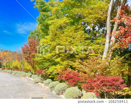 秋天的公園散步 108258411
