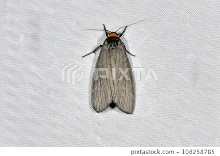 有領松雞(岡山縣新見市) 有領松雞(岡山縣新見市) 108258785