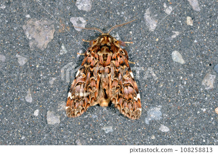 Hagata Eguri Shachihoko (Shiretoko, Hokkaido) 108258813