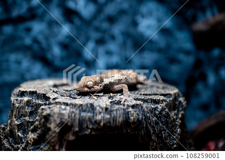 Rugossaphto-toed gecko 108259001