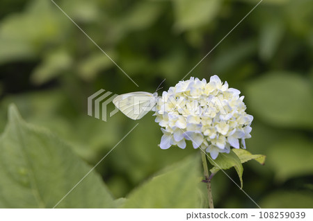 Flower scenery of cabbage butterfly and hydrangea Flower scenery of cabbage butterfly and hydrangea 108259039