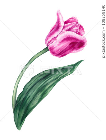 Watercolor pink tulip on a white background Watercolor pink tulip on a white background 108259140