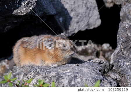 Ezo naughty rabbit 108259519