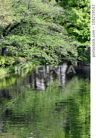 清新的綠色植物倒映在水面上 108259583