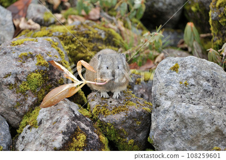 Ezo naughty rabbit 108259601