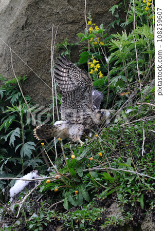 Hayabusa's young bird 108259607