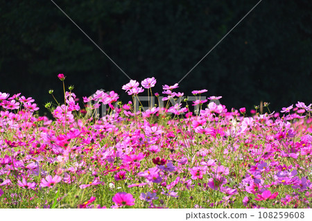 Cosmos shaking in autumn wind 108259608