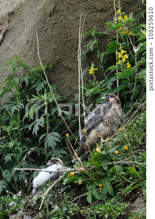 Hayabusa's young bird Hayabusa's young bird 108259610