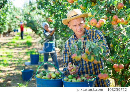 Harvesting of pears in garden 108259752