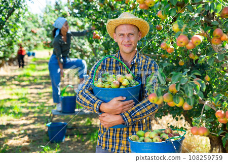 Man posing with bucket of harvested pears 108259759