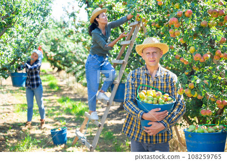 Three workers picking pears Three workers picking pears 108259765