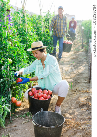 Asian woman harvests tomatoes on a plantation Asian woman harvests tomatoes on a plantation 108259784