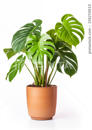 Monstera in terracotta pot isolated on white background. 108259810