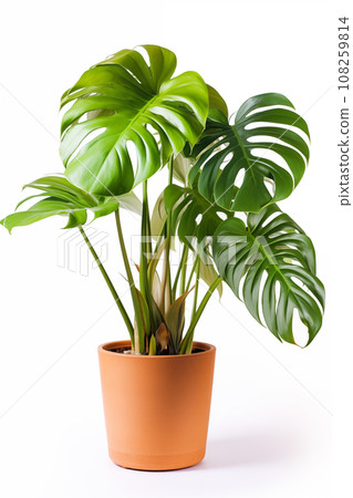 Monstera in terracotta pot isolated on white background. 108259814