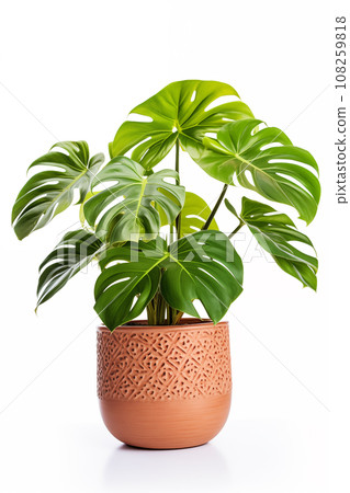 Monstera in terracotta pot isolated on white background. Monstera in terracotta pot isolated on white background. 108259818