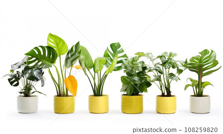 Monstera in terracotta pot isolated on white background. Monstera in terracotta pot isolated on white background. 108259820