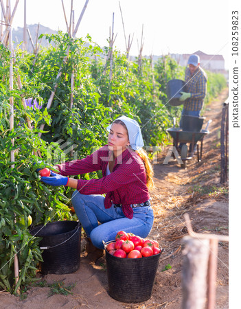 Man and girl picking ripe tomatoes 108259823