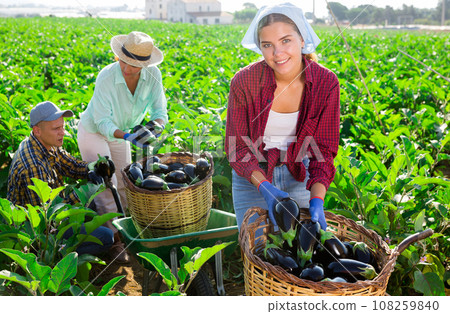Three hardworking farmers harvest ripe eggplants 108259840