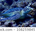 A green sea turtle resting on a coral on Ishigaki Island 108259845