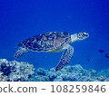 Green sea turtle swimming in the sea of Ishigaki Island 108259846
