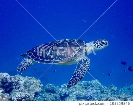 Green sea turtle swimming in the sea of Ishigaki Island 108259846