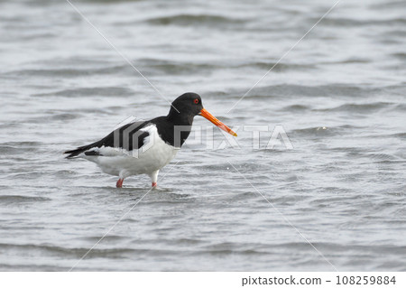 秋天，蠣鷸在灘塗覓食 108259884