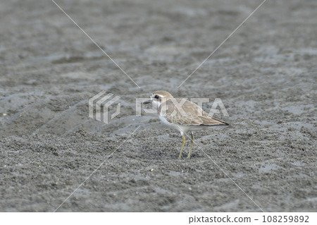 秋季，梅黛鴴在灘塗上覓食 108259892