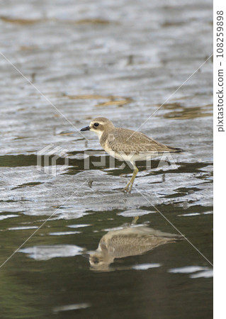 秋季，梅黛鴴在灘塗上覓食 108259898