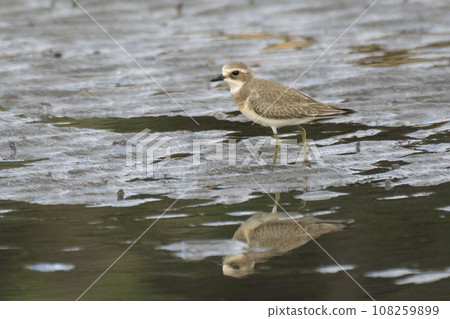 秋季，梅黛鴴在灘塗上覓食 108259899