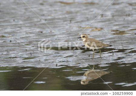 秋季，梅黛鴴在灘塗上覓食 108259900