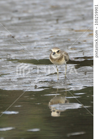 秋季,梅黛鴴在灘塗上覓食 秋季,梅黛鴴在灘塗上覓食 108259901