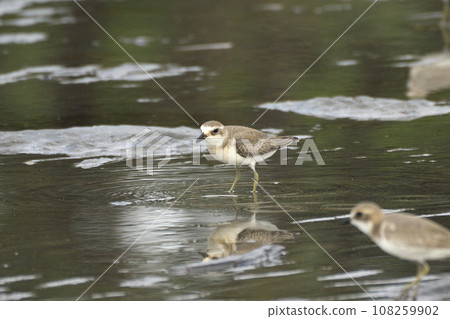 秋季，梅黛鴴在灘塗上覓食 108259902