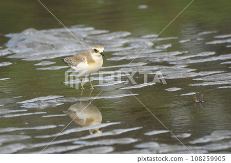秋季，梅黛鴴在灘塗上覓食 108259905