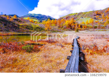 Pond and wooden path of the armor removal Pond and wooden path of the armor removal 108259970