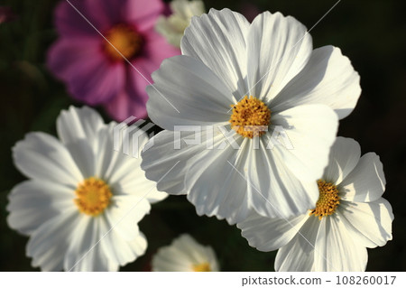 Cosmos on the desk (macro) 7 108260017