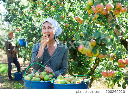 Woman farmer tasting harvested pear at orchard 108260020