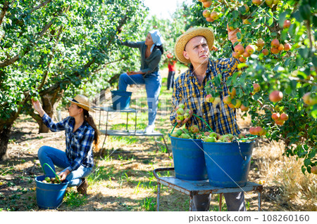 Man farmer picking ripe pears in garden Man farmer picking ripe pears in garden 108260160