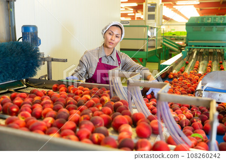 Asian woman sorting peaches Asian woman sorting peaches 108260242
