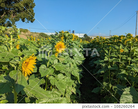Sunflowers blooming in the autumn park Sunflowers blooming in the autumn park 108260264