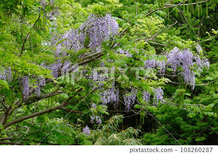 被新綠包圍的野富士 [相模原市津久井，4 月] 108260287
